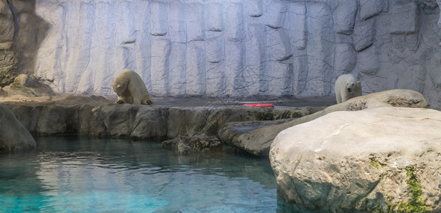 斯皮茨贝格熊动物水下高清图片