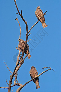 印度德里公园树上常见鹰Coculusvarius图片