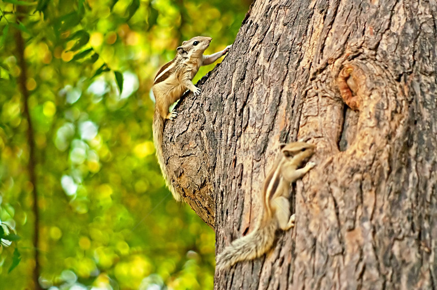 印度德里公园树上的印度棕榈松鼠FunambuluusPalma图片