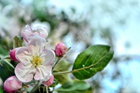 春天的风景开花的苹果树春天的花园图片