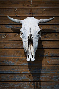 公牛的头骨挂在木制棕色墙上作图片