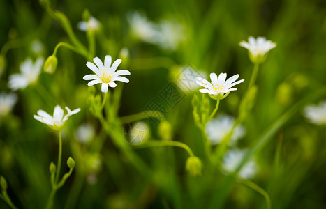 美丽的白色野生花朵开花青草花小鸡毛图片