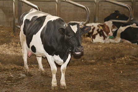 现代农场牛中的黑白牛图片