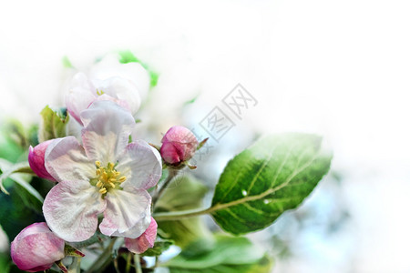 春天的风景开花的苹果树春天的花园图片