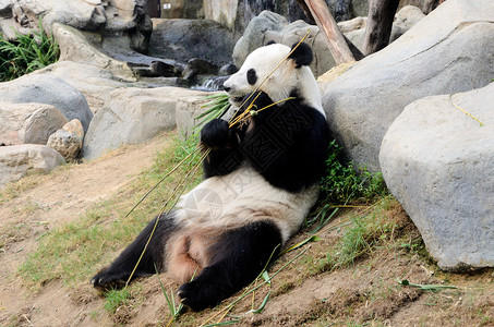 熊猫在花园里有竹子图片