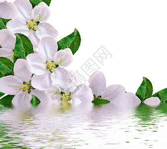 精致的苹果花瓣的抽象背景春天图片
