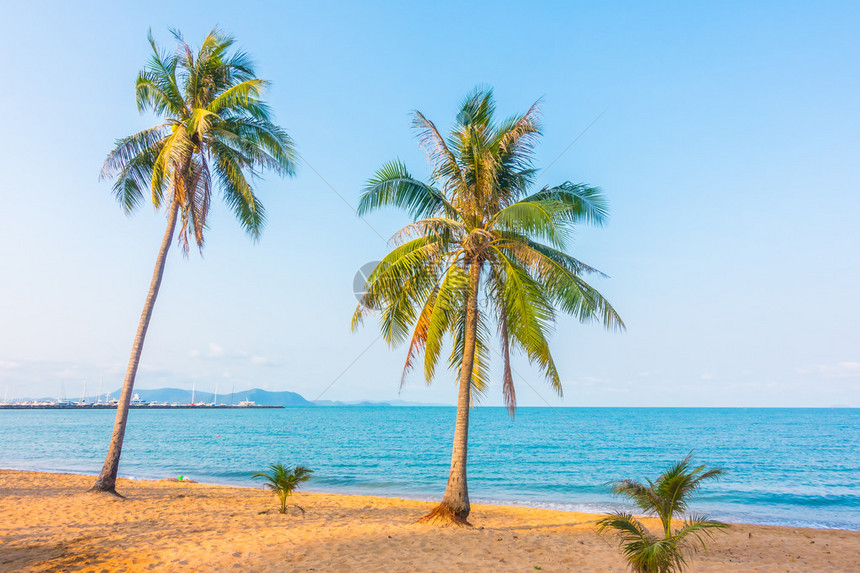 美丽的热带海滩和海边的椰子树图片