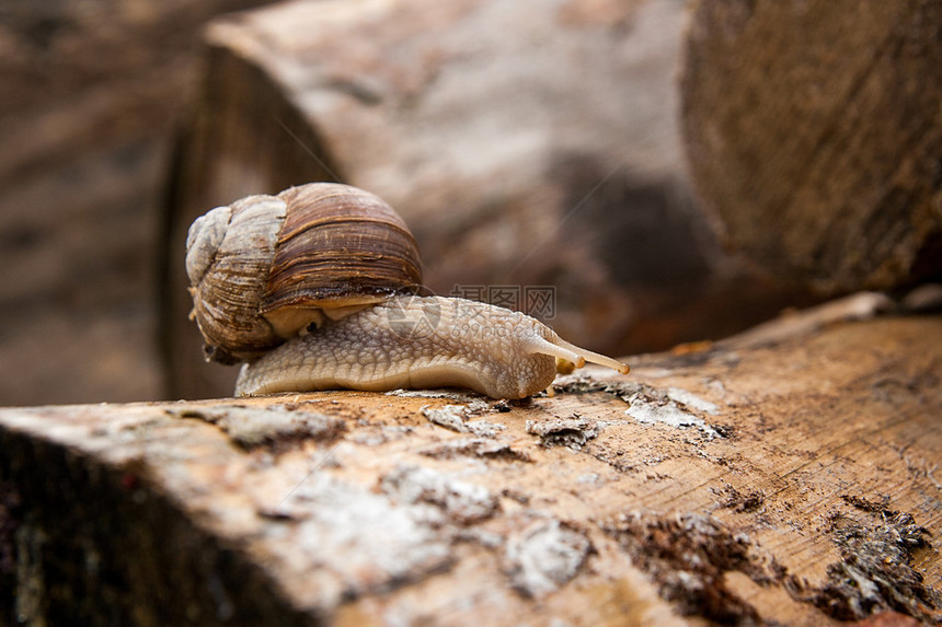 在路上爬行在老树的干上近距离观察大蜗牛长在老图片