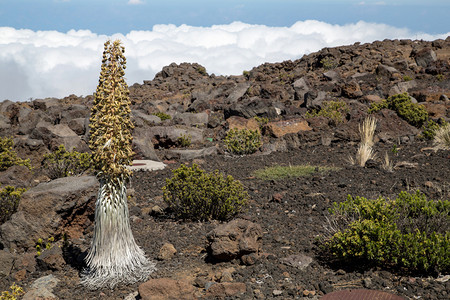 Haleakala公园图片