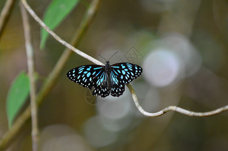 澳大利亚昆士兰热带以北热带雨林中的蓝虎Tirumalalimnib图片