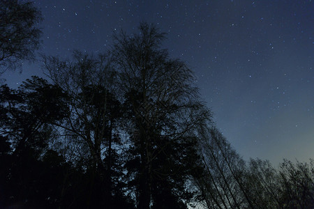 美丽的夜空银河和树木图片