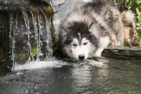哈士奇犬饮水图片