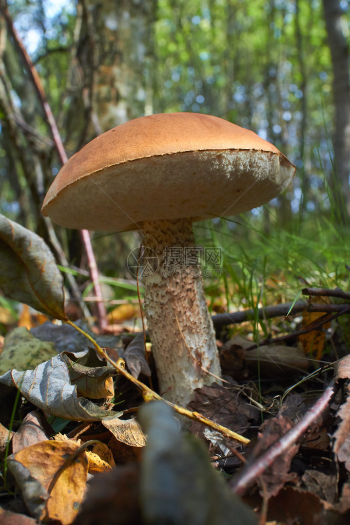 秋天森林里的成熟蘑菇图片