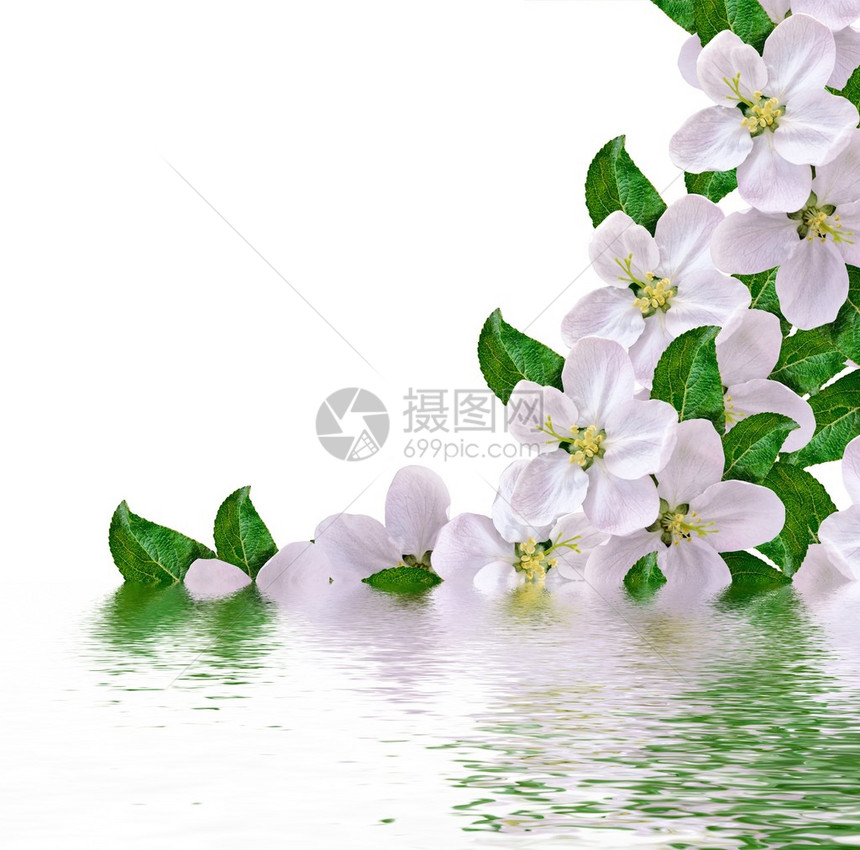 美丽的精致白色花朵苹果花的鲜花孤立图片