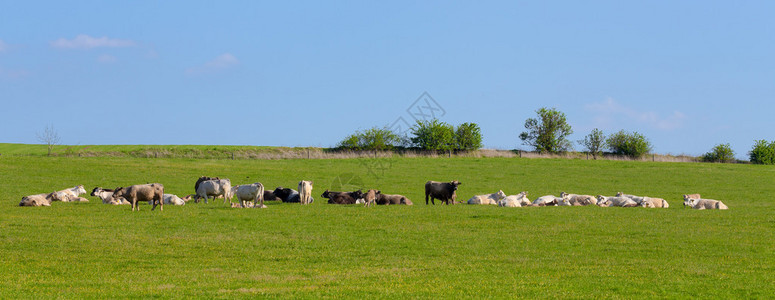 牛群聚集在绿草农村和农村图片
