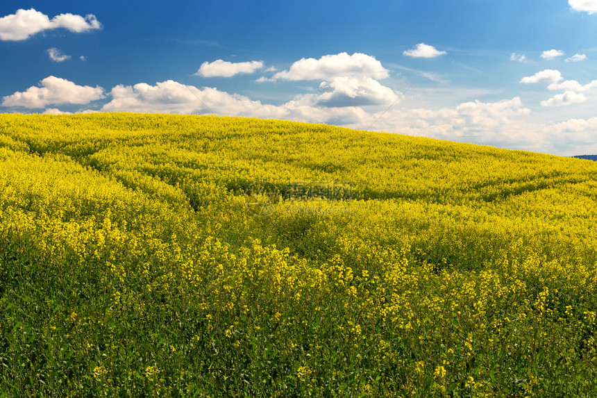 美丽的夏季乡村景观与油菜田和蓝天乡村景观春天的风景农村的黄色油菜田美丽的图片