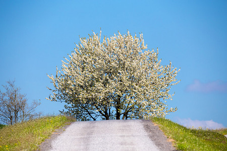 麦田与盛开的树农村树上的白樱桃花美丽的乡村背景春天背景美丽的图片