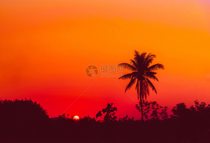 日落时的椰子棕榈树图片