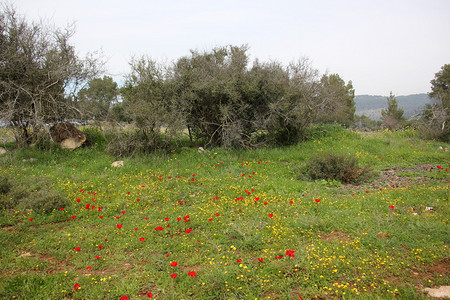 以色列北部的夏日风景图片