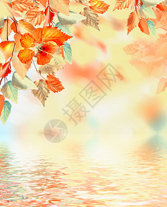 秋天的树叶秋天图片