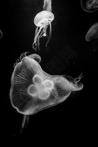 马林生活水母黑白高清图片