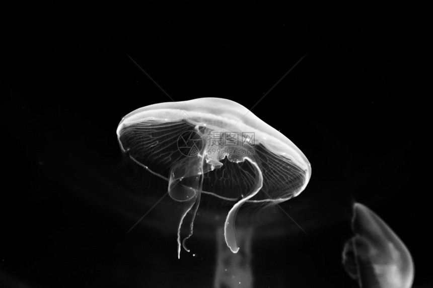 马林生活水母黑白图片