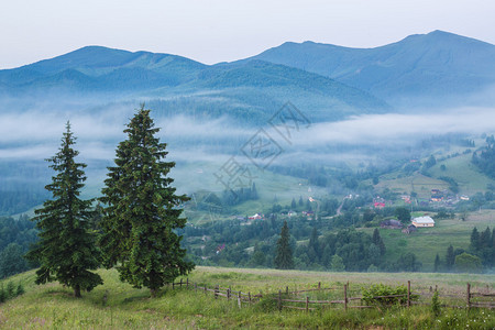 在日出前蓝天下雾中山坡与锥形林之间草地背景