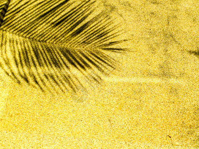 砂岩背景上的棕榈叶阴影背景图片