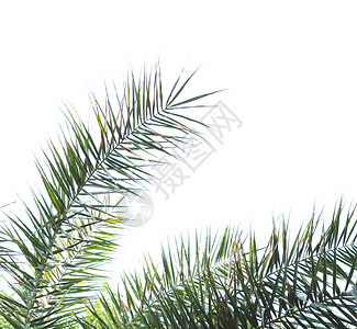 白色背景上的棕榈树叶子图片