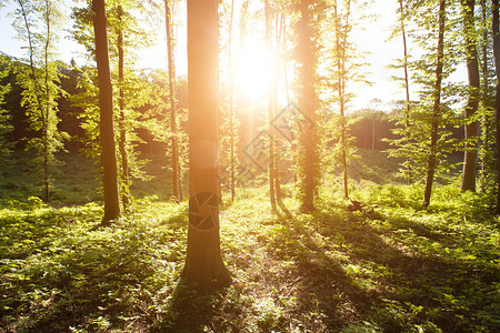 日落时有阳光的森林图片