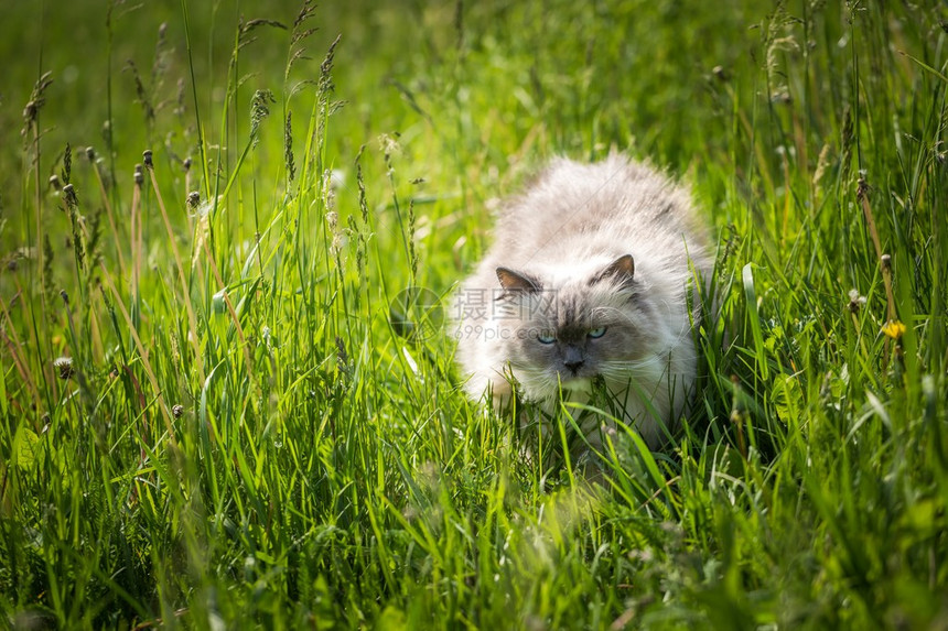 美丽的西比莉亚猫在草地上行走长图片