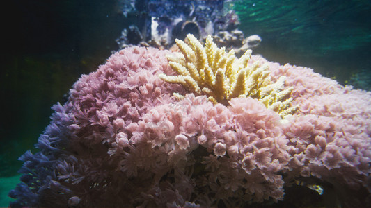 水族馆里美丽的粉红色珊瑚和海葵图片