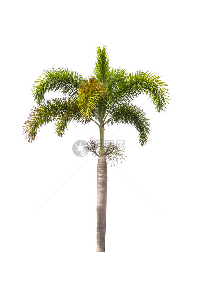 孤立在白色背景上的狐尾棕榈树图片