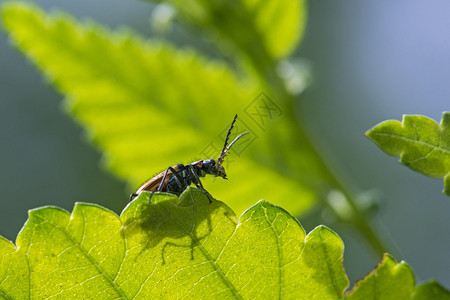 大绿叶上的小虫子映衬在阔叶上阳光照射的叶子后面背景图片