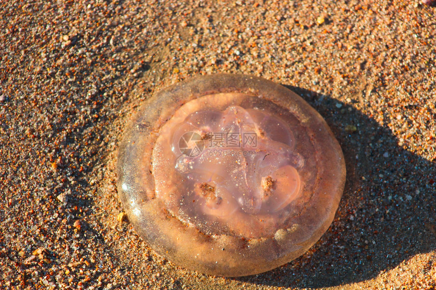 阳光下沙滩上的水母图片