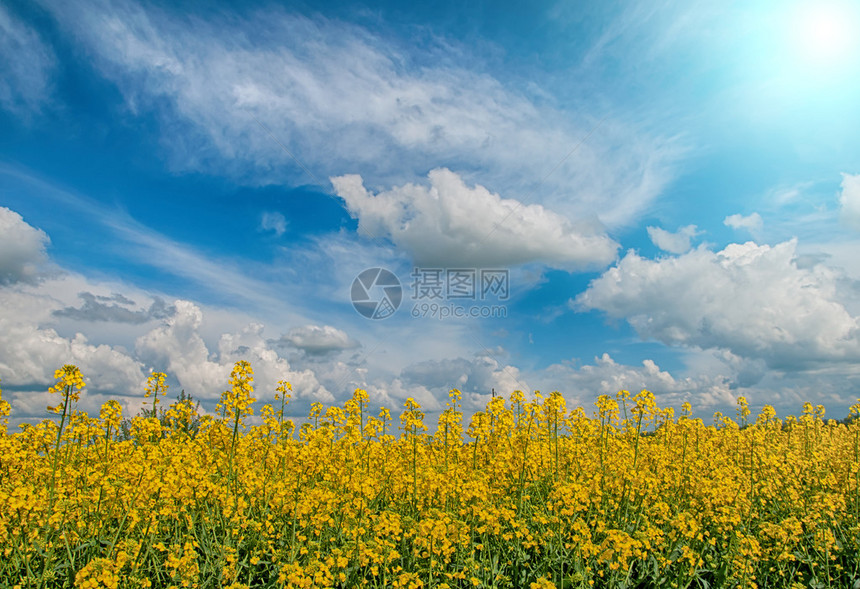 金黄色的油菜花田天空美丽的云彩图片