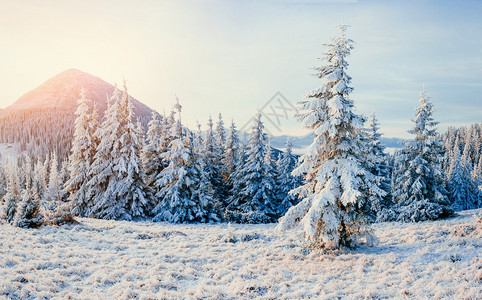 阳光照耀着冬天的风景戏剧回旋场景喀尔巴阡山背景图片