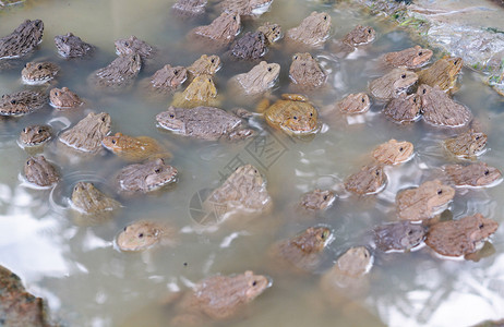 孵化井农场的青蛙图片