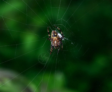 十字蜘蛛在森林里图片
