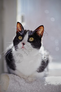 一只黄眼睛的家养黑白猫的肖像图片