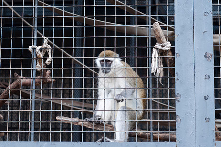 猴子透过动物园笼子的栏杆看图片