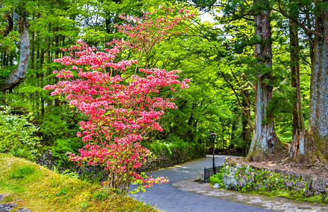 Nikko遗址的灌木丛茂露图片
