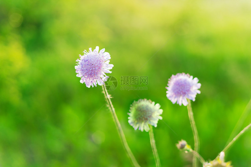 在放松的早晨时间开花绿草图片