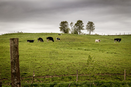 奶牛牧场多背景图片