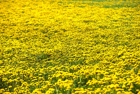 阳光明媚的田野上美丽的蒲公英黄色图片