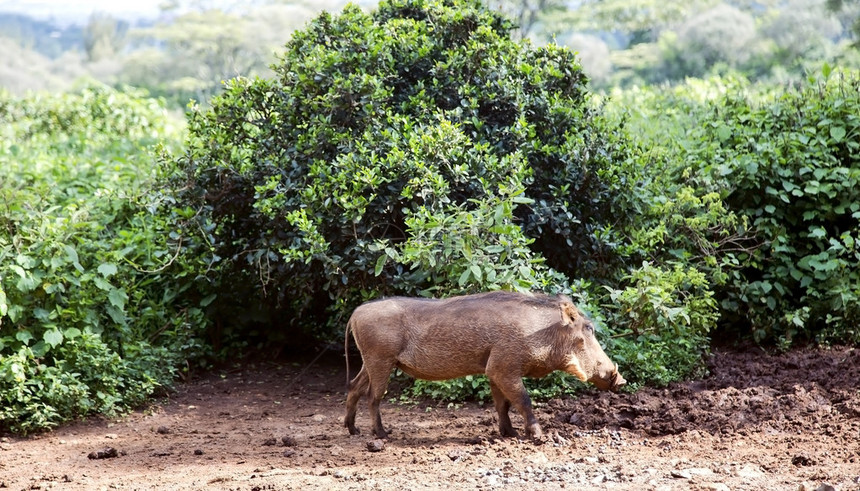 在肯尼亚MaasaiMara公园绿灌木上PhacochoceerusAfri图片