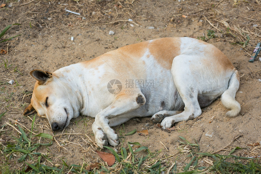 睡在沙洞的狗图片