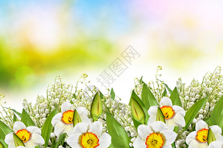 春地美丽的春花水仙子图片
