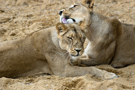 一对雌非洲狮图片