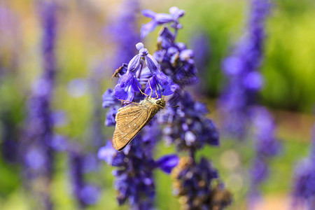 蝴蝶栖息在一朵花上图片